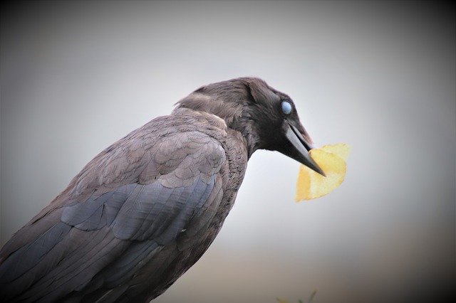 Free download Corneille Bird Animals -  free photo or picture to be edited with GIMP online image editor