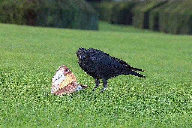 Скачать бесплатно Corneille Corvidae Birds - бесплатное фото или изображение для редактирования с помощью онлайн-редактора изображений GIMP