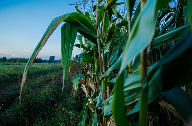 Free download Corn Field -  free photo or picture to be edited with GIMP online image editor