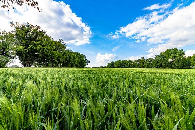 Free download Cornfield Agricultural Cereals -  free photo or picture to be edited with GIMP online image editor