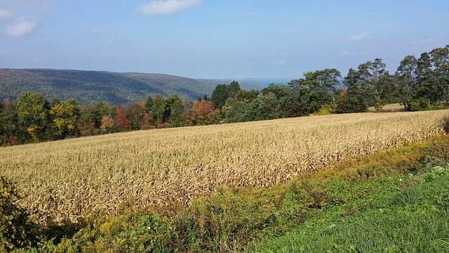 Free download Cornfield Autumn Foliage -  free photo or picture to be edited with GIMP online image editor