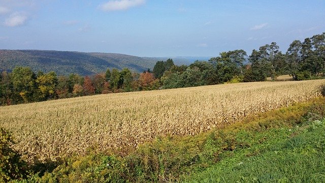 Kostenloser Download Cornfield Autumn Foliage - kostenloses Foto oder Bild zur Bearbeitung mit GIMP Online-Bildbearbeitung