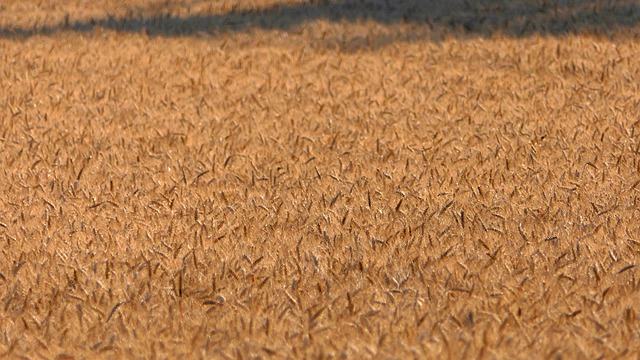 Free download cornfield cereals wheat free picture to be edited with GIMP free online image editor