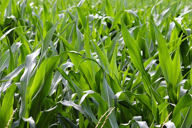 Free download cornfield corn leaves corn zea mays free picture to be edited with GIMP free online image editor