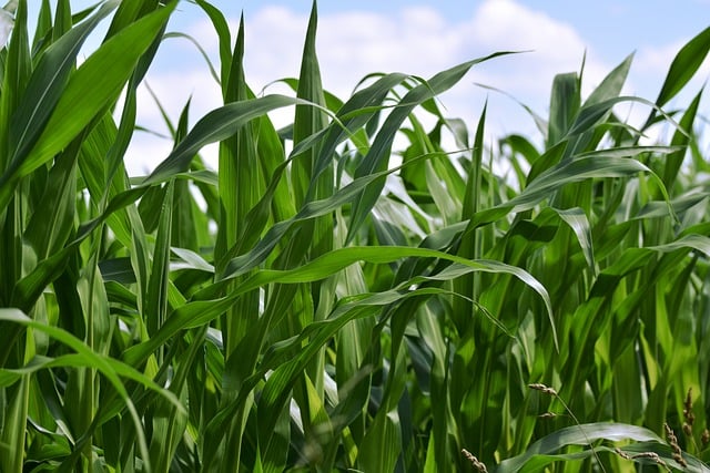 Free download cornfield corn nature agriculture free picture to be edited with GIMP free online image editor