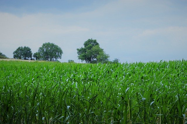 Free picture Cornfield Eat Fish Sheets -  to be edited by GIMP free image editor by OffiDocs