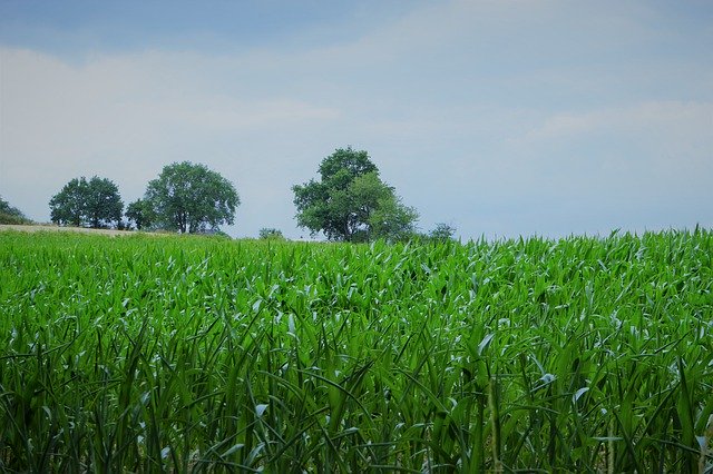 Free download Cornfield Eat Fish Sheets -  free photo or picture to be edited with GIMP online image editor