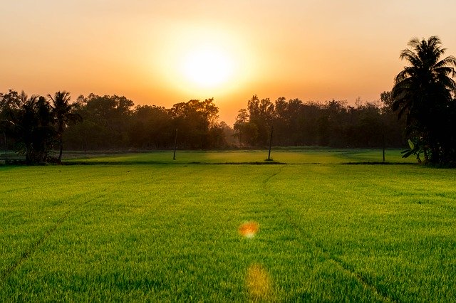 Free download Cornfield Evening The -  free photo or picture to be edited with GIMP online image editor