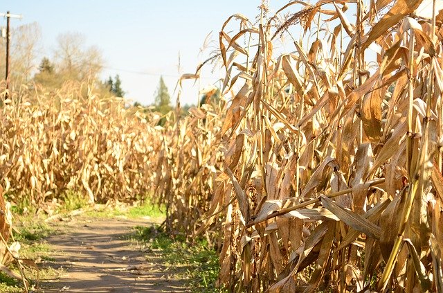 Free download Corn Field Farm -  free free photo or picture to be edited with GIMP online image editor