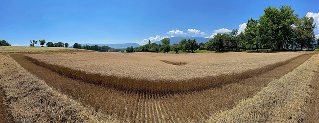 Free download cornfield grain field farm free picture to be edited with GIMP free online image editor