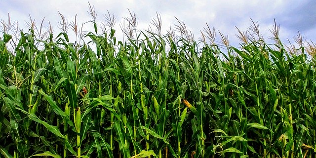 Free picture Corn Field Green -  to be edited by GIMP free image editor by OffiDocs