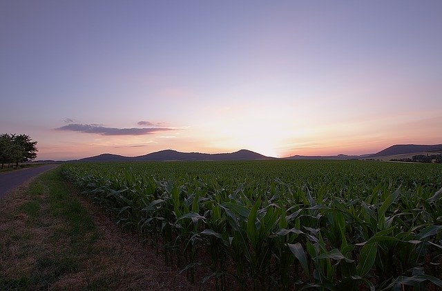 Unduh gratis Cornfield Landscape Nature - foto atau gambar gratis untuk diedit dengan editor gambar online GIMP