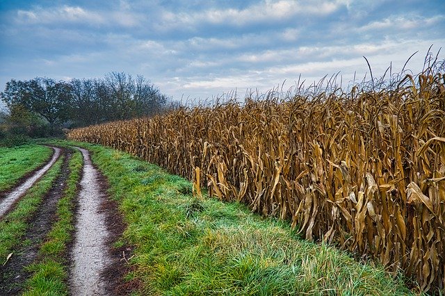 Free download Cornfield Landscape Speyer -  free free photo or picture to be edited with GIMP online image editor