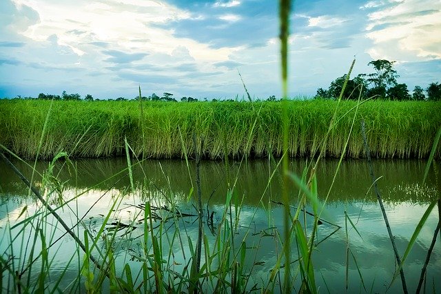 Безкоштовно завантажте Cornfield Vole Nature - безкоштовну фотографію або зображення для редагування за допомогою онлайн-редактора зображень GIMP