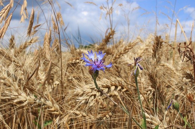 Безкоштовно завантажте Cornfield With Flowers Wheat - безкоштовну фотографію чи зображення для редагування за допомогою онлайн-редактора зображень GIMP