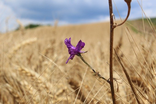 Muat turun percuma Cornfield With Flowers Wheat Bloom - foto atau gambar percuma untuk diedit dengan editor imej dalam talian GIMP