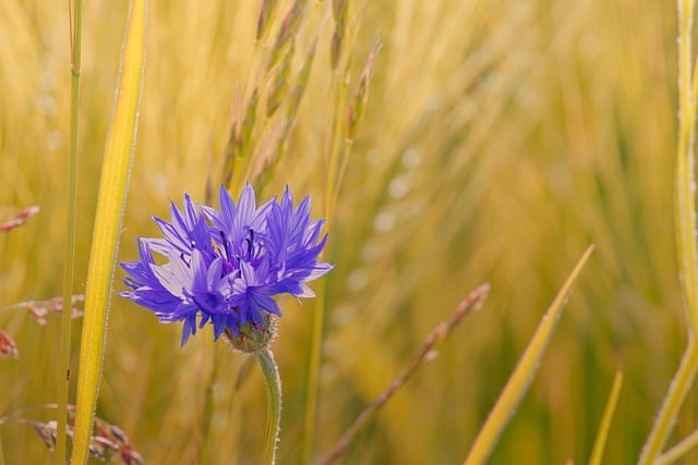 Free download cornflower beautiful nature flower free picture to be edited with GIMP free online image editor