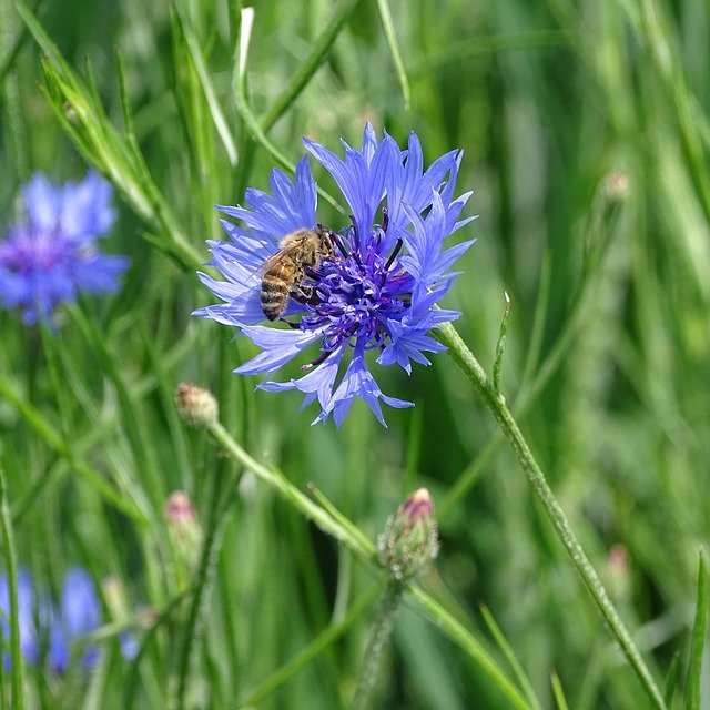 무료 다운로드 Cornflower Bluebottle Bee - 무료 사진 또는 김프 온라인 이미지 편집기로 편집할 수 있는 사진