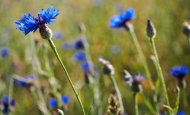 Free download Cornflower Field Flowers -  free photo or picture to be edited with GIMP online image editor