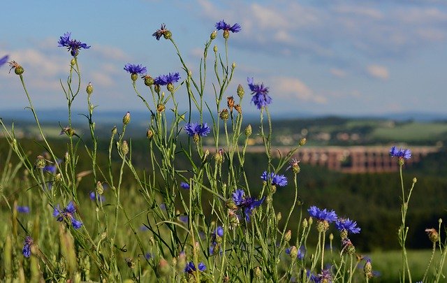 Muat turun percuma Cornflower Field Nature - foto atau gambar percuma untuk diedit dengan editor imej dalam talian GIMP
