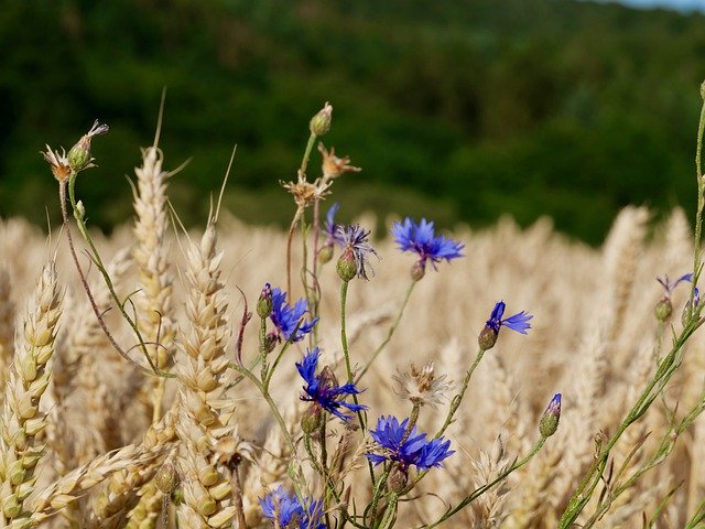 Free picture Cornflower Field Summer -  to be edited by GIMP free image editor by OffiDocs