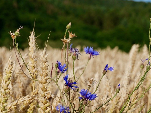 Free download Cornflower Field Summer -  free photo or picture to be edited with GIMP online image editor