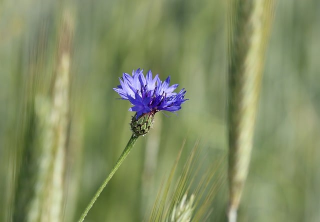 Free download cornflower flower blue nature free picture to be edited with GIMP free online image editor
