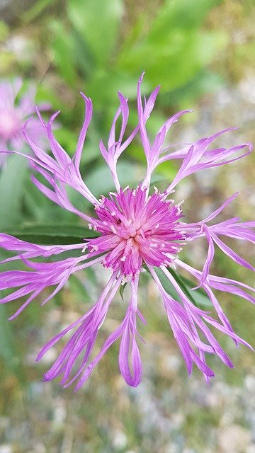 دانلود رایگان Cornflower Flower Pink - عکس یا تصویر رایگان قابل ویرایش با ویرایشگر تصویر آنلاین GIMP