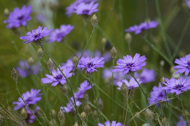 Free download cornflower flowers summer free picture to be edited with GIMP free online image editor