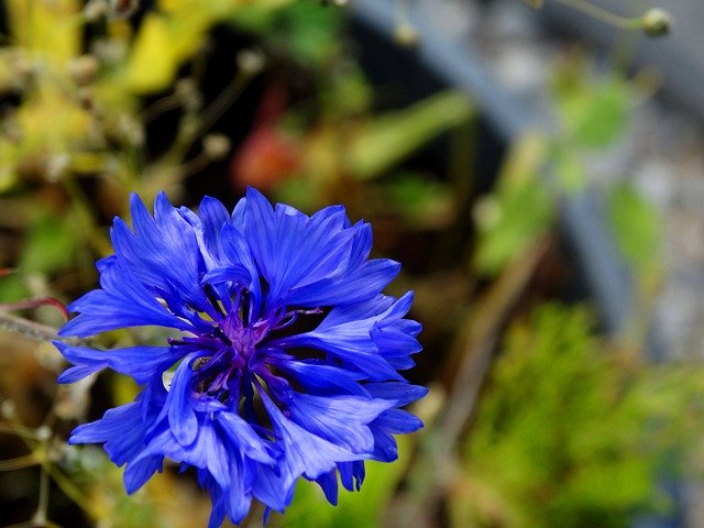 Unduh gratis Cornflower Flower Summer - foto atau gambar gratis untuk diedit dengan editor gambar online GIMP