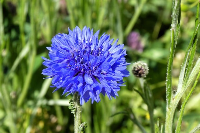 Free download cornflower nature flower blossom free picture to be edited with GIMP free online image editor