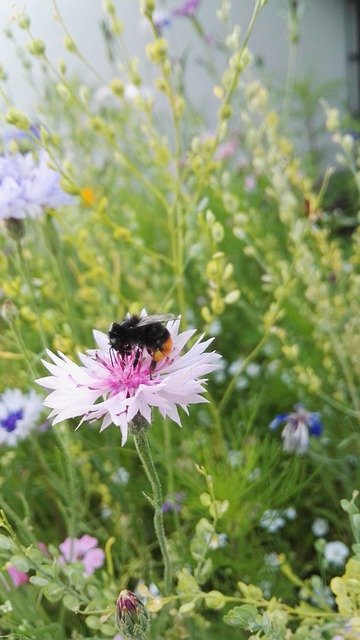 Безкоштовно завантажте Cornflower Pink Flower — безкоштовну фотографію чи зображення для редагування за допомогою онлайн-редактора зображень GIMP