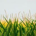 Cornflowers  screen for extension Chrome web store in OffiDocs Chromium