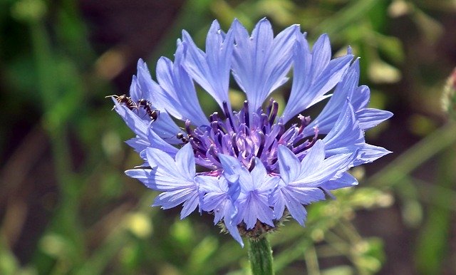Free download Cornflowers Blue Flowers -  free photo or picture to be edited with GIMP online image editor