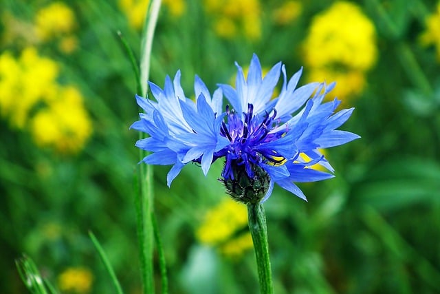 Free download cornflowers flowers field blue free picture to be edited with GIMP free online image editor