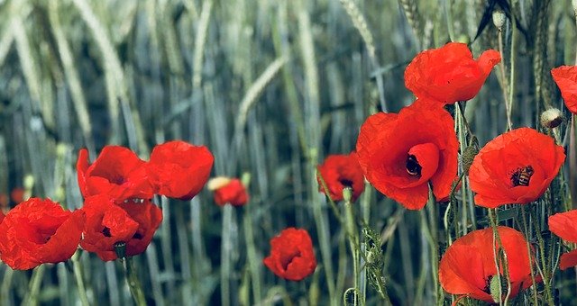 Unduh gratis Cornflowers Poppy - foto atau gambar gratis untuk diedit dengan editor gambar online GIMP