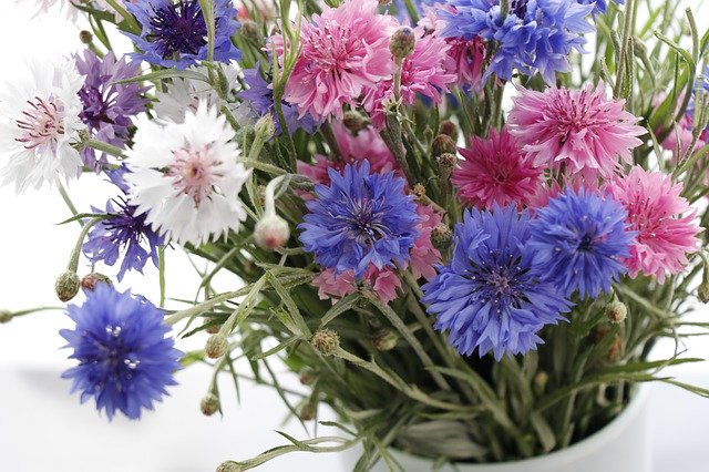 Free picture Cornflowers Raznotsvet Blue -  to be edited by GIMP free image editor by OffiDocs