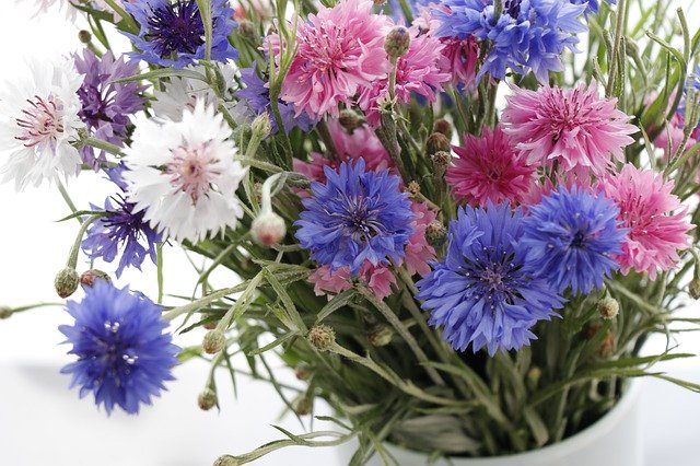 Free download Cornflowers Raznotsvet Blue -  free photo or picture to be edited with GIMP online image editor