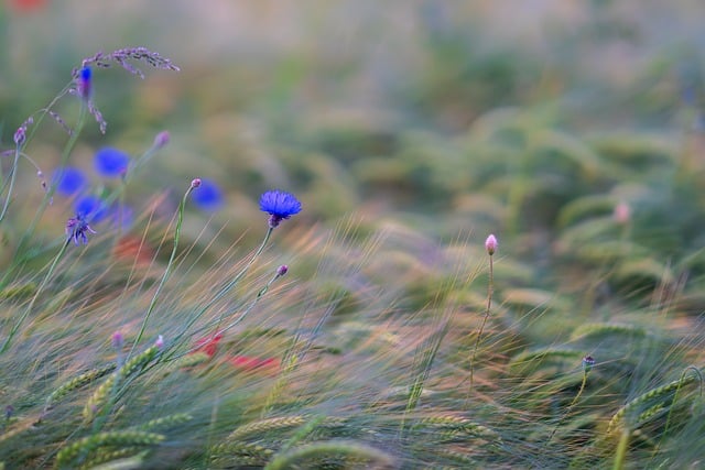 Free download cornflowers wildflowers free picture to be edited with GIMP free online image editor