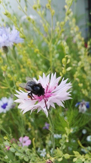 Kostenloser Download Cornflower Wild Flower Insect - kostenloses Foto oder Bild zur Bearbeitung mit GIMP Online-Bildbearbeitung