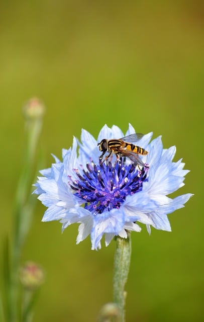 Free download cornflower zyane blue cornflower free picture to be edited with GIMP free online image editor