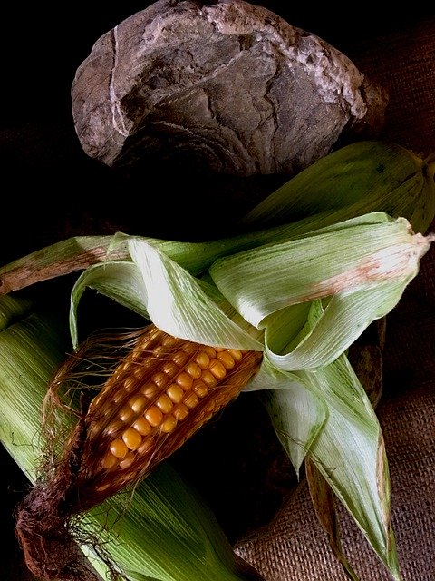 Descărcare gratuită Corn Food On The Cob - fotografie sau imagini gratuite pentru a fi editate cu editorul de imagini online GIMP