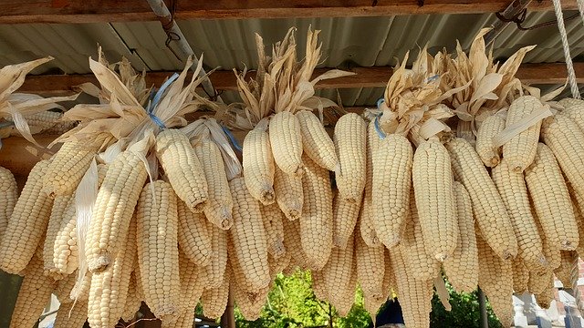 Descărcare gratuită Corn Grain Harvest - fotografie sau imagini gratuite pentru a fi editate cu editorul de imagini online GIMP