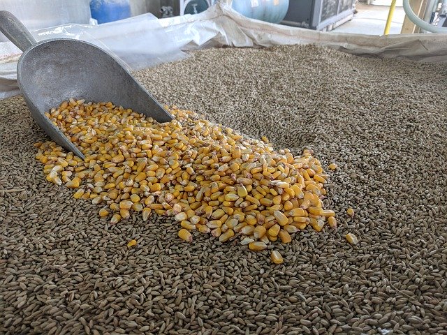 Free download Corn Grain Hops -  free photo or picture to be edited with GIMP online image editor