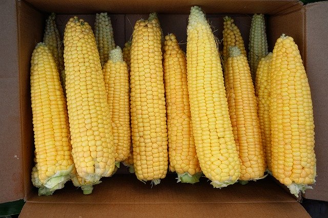 تنزيل مجاني Corn Harvest Yellow - صورة مجانية أو صورة لتحريرها باستخدام محرر الصور عبر الإنترنت GIMP