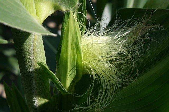 Free download Corn Maize Tassel -  free photo or picture to be edited with GIMP online image editor
