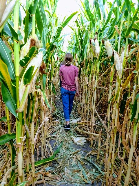 Download gratuito Corn Maze Harvest - foto o immagine gratuita da modificare con l'editor di immagini online di GIMP