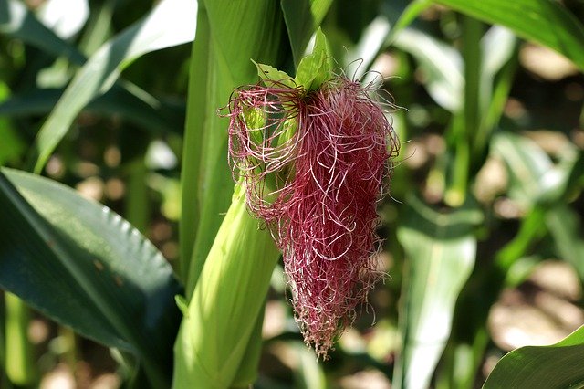 Free download Corn On The Cob Food -  free photo or picture to be edited with GIMP online image editor