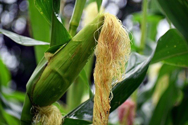 Free download Corn Plant Food -  free photo or picture to be edited with GIMP online image editor