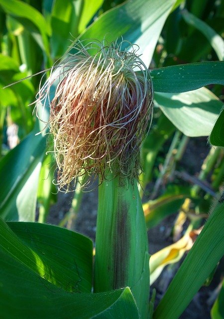 Free download Corn Plant Green -  free photo or picture to be edited with GIMP online image editor